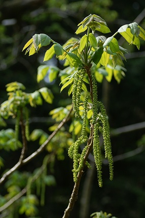 e0054067_22235987.jpg