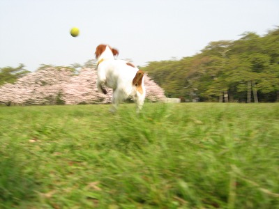 e0106372_11102752.jpg