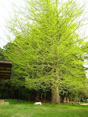 e0106372_11105315.jpg