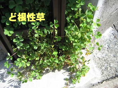f0003174_14432927.jpg