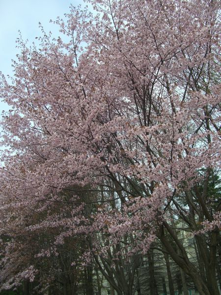 b0000885_931130.jpg