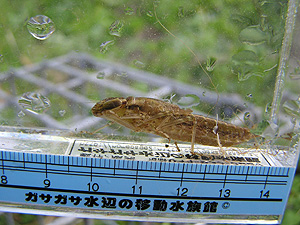 e0066586_7315759.jpg