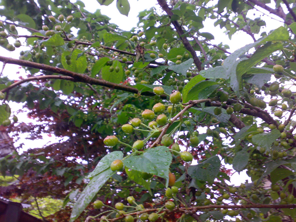 c0123189_19502339.jpg