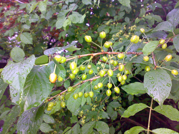 c0123189_1950874.jpg