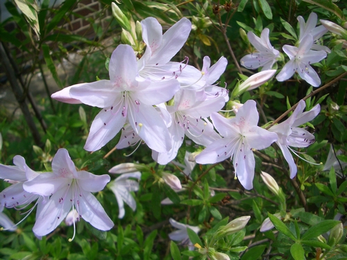d0069498_17553228.jpg