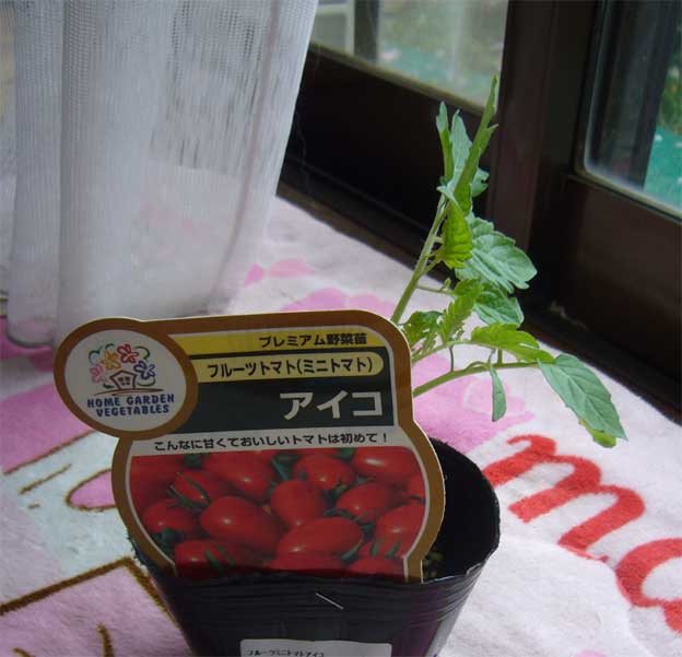 e0018604_17331036.jpg