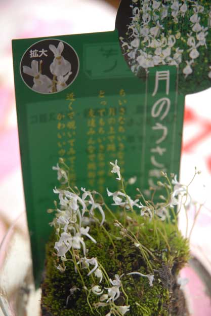 e0018604_17333439.jpg