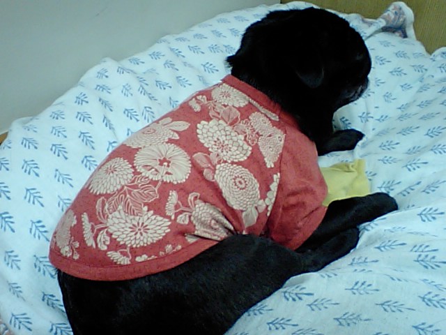 a0074110_04124100.jpg