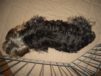 c0143711_10554158.gif