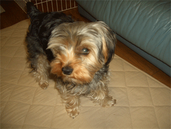c0143711_1059873.gif