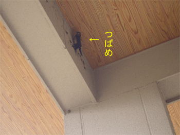 c0143711_16474949.gif