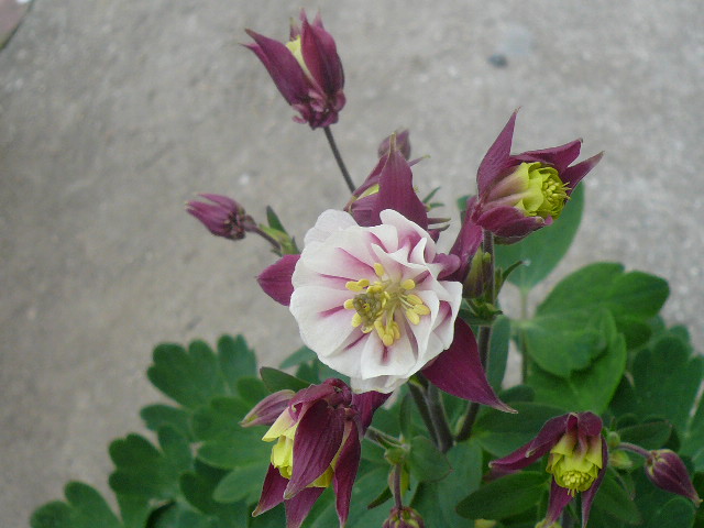 e0026017_16253553.jpg