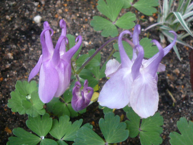 e0026017_16261411.jpg
