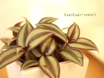 f0155120_121134100.gif