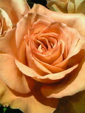 a0052621_11595224.jpg