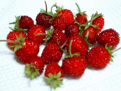 d0147030_10223355.jpg
