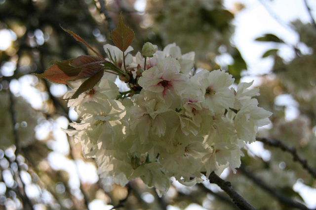 e0064133_2374242.jpg
