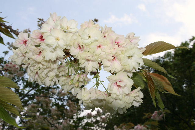 e0064133_2382511.jpg