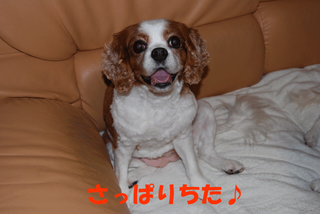 c0136838_183546100.gif
