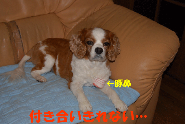 c0136838_1963456.gif