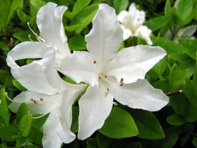 c0068639_0262969.jpg