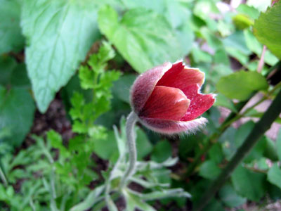 c0068639_0431456.jpg