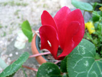 c0068639_0452843.jpg