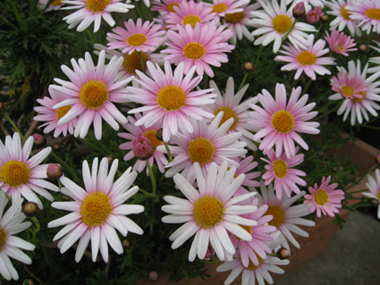 d0067640_16582956.jpg