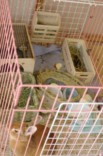 c0145449_232425.jpg