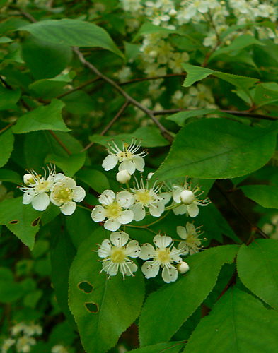 d0091754_172451.jpg