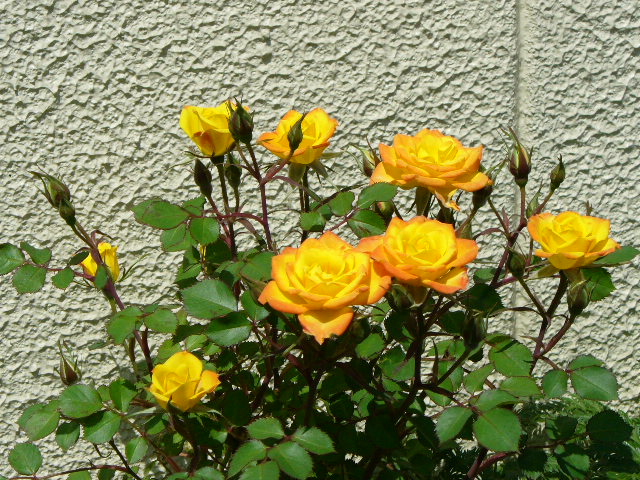 f0074659_2343265.jpg