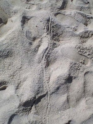 c0139375_11411461.jpg