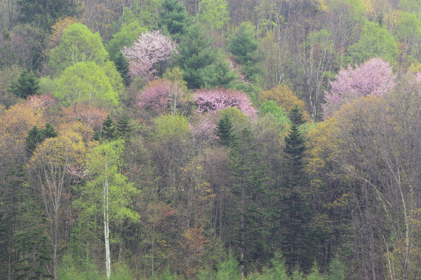 e0051186_21325463.jpg