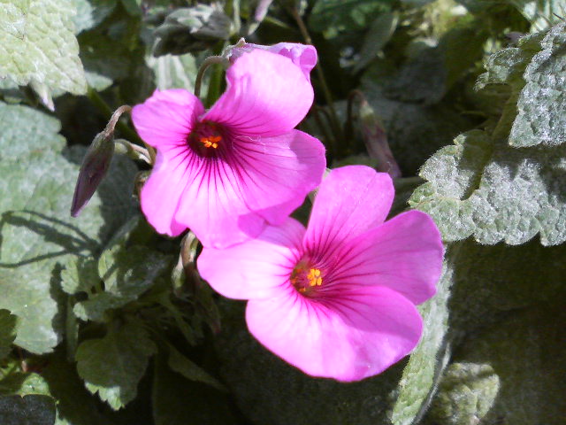 f0018790_1855916.jpg