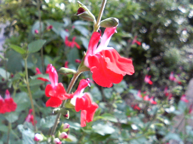 f0018790_1934732.jpg