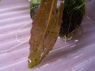 c0074591_0183326.jpg