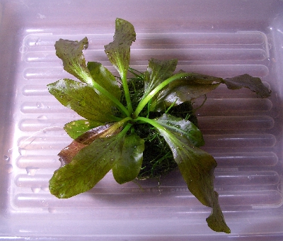 c0074591_018423.jpg