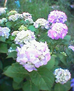 c0106491_23165527.jpg