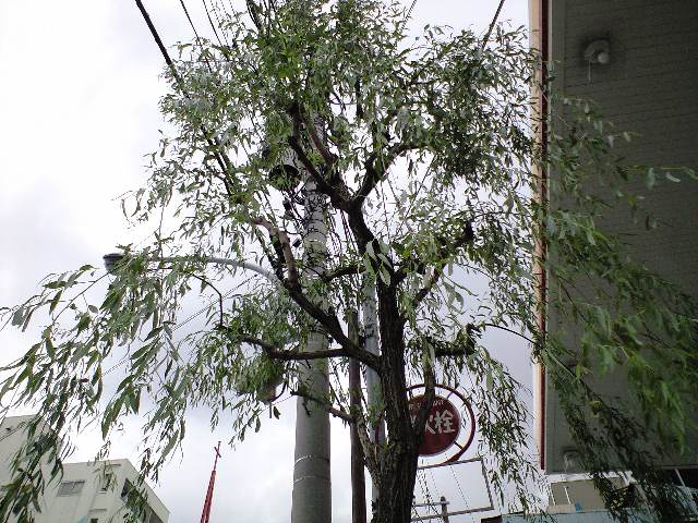 f0042295_2210123.jpg