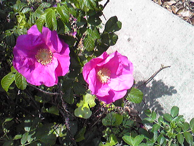 a0019212_13124743.jpg
