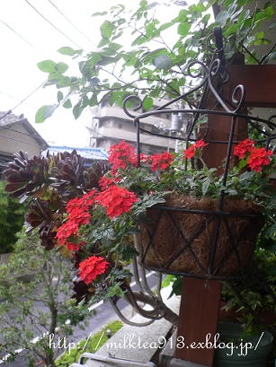 c0101913_1738417.jpg