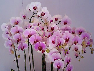 a0101715_0362481.jpg