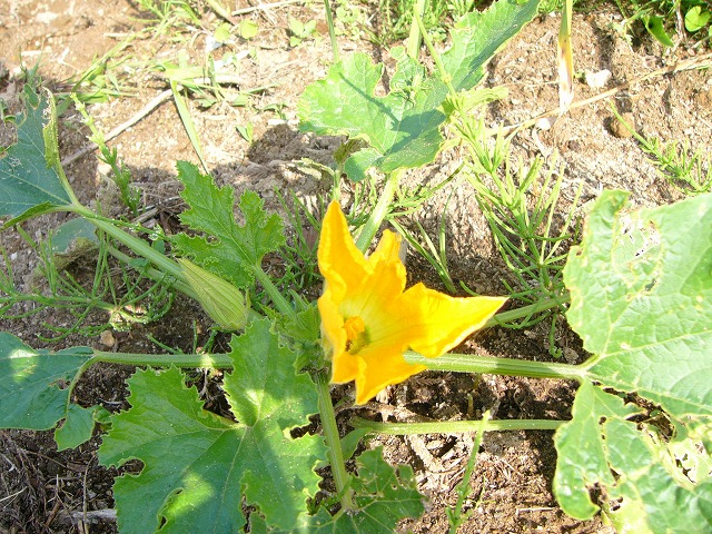d0007830_935841.jpg