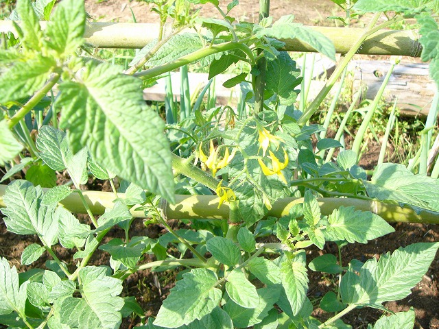 d0007830_9365771.jpg