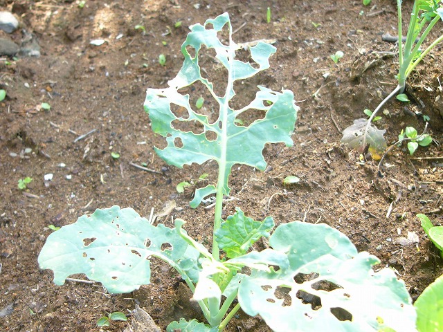 d0007830_9395221.jpg
