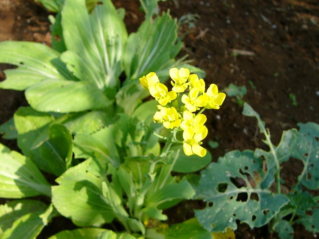 d0007830_941293.jpg