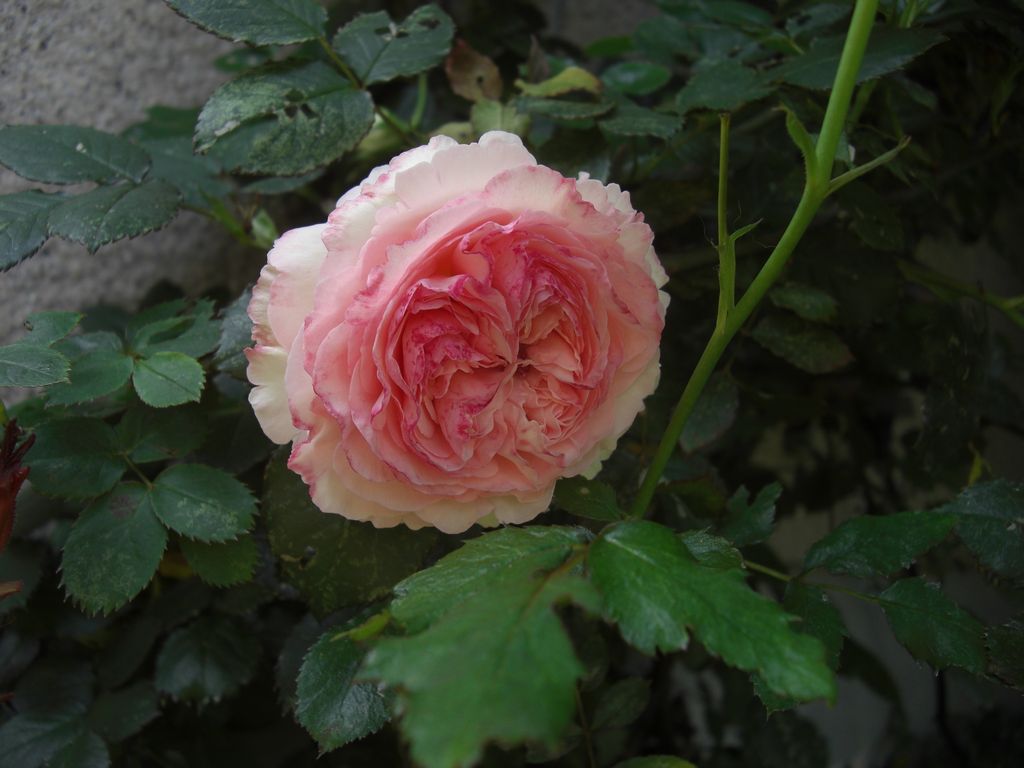 e0142430_15322339.jpg