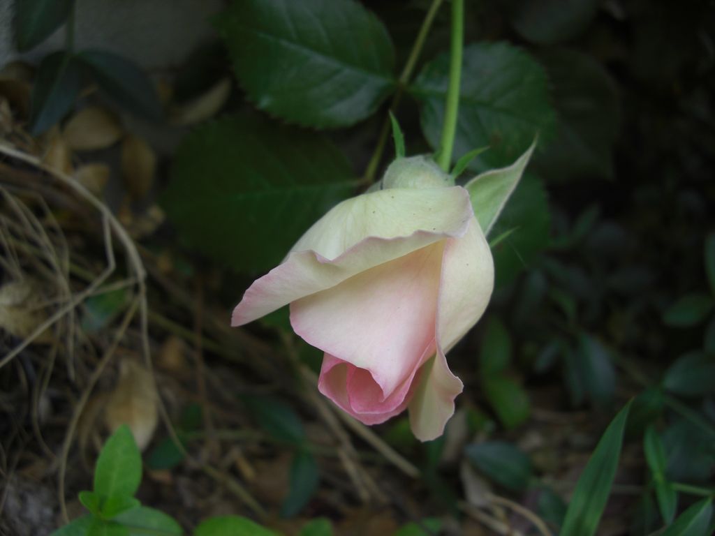 e0142430_15334984.jpg