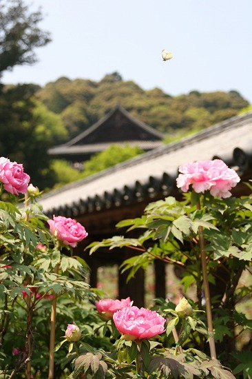 d0001533_15585940.jpg