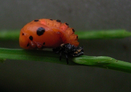 c0072843_1820693.jpg